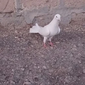 kepderi
