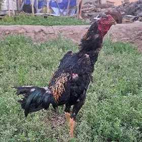Baysok towuk