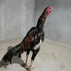horaz