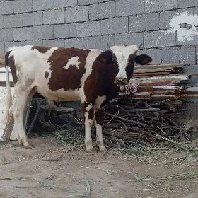 окузче
