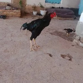 baysy horaz
