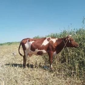 saglyk