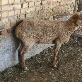 Goyun