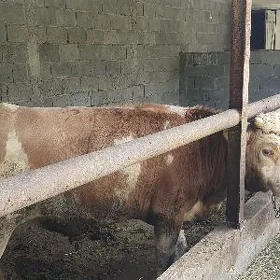 Öküz
