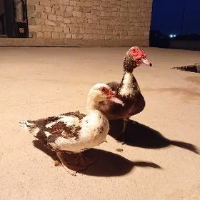 indutga ordek