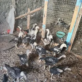 Tasket jujeler