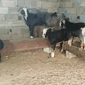 OWEC ERKEC