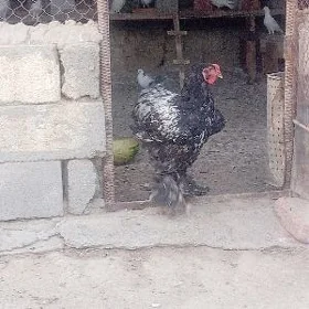 Brama