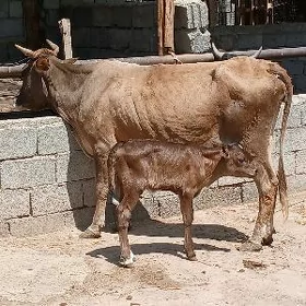 goleli sygyr