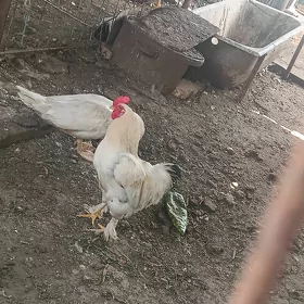balgar horozlar