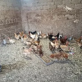 towuklar