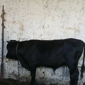 semiz  öküz