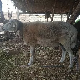 Koçkar