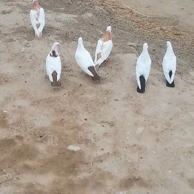 kepderi