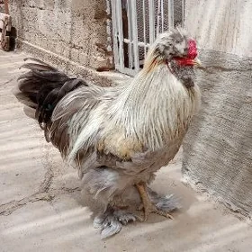 Horaz