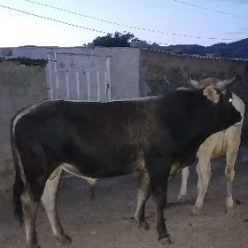 Ökuz