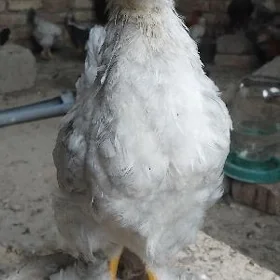 towuk juyje