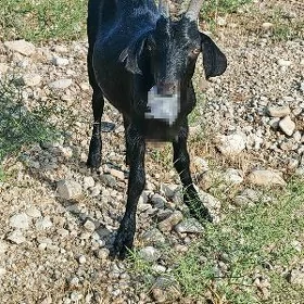 Dog erkec geçiler