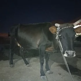 uly goleli bogaz sygyr