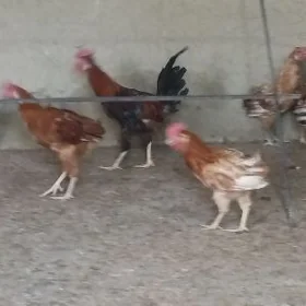 horazlar