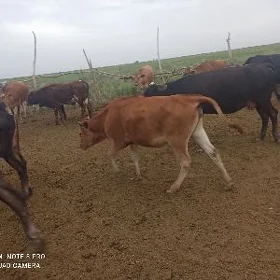 tüwe boğaz
