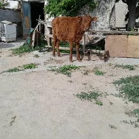 öküz
