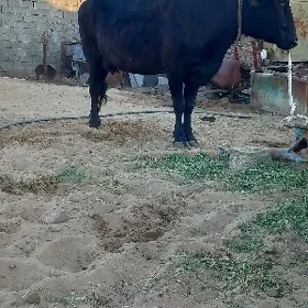 sygyr