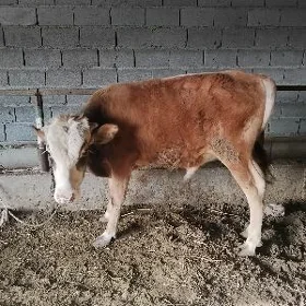 öküz