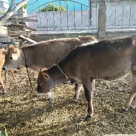 tüwe