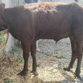 göle