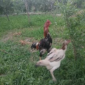 horaz