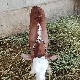 Göle