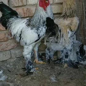 brama