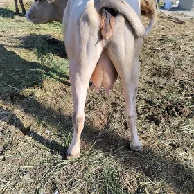 sygyr. göleli