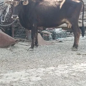 arassa şwes göleli sygyr