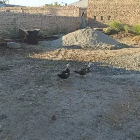 Мускус