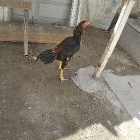 Horaz ozbek
