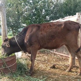 Satlyk tüwe