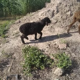 koçkar kuzu