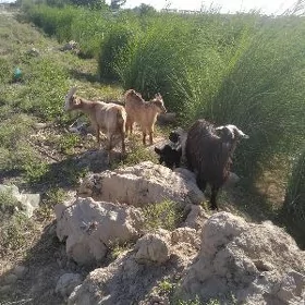 owlakly geçi