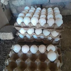 induk ýumurtga