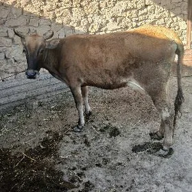 sygyr