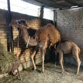 Köşegil Düýe