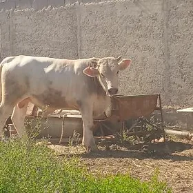öküz