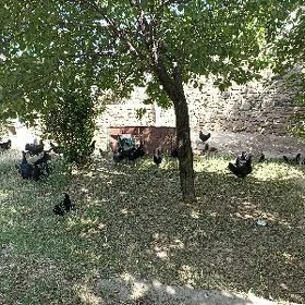 Gara Ataks towuklar