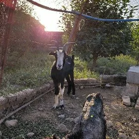 geçi