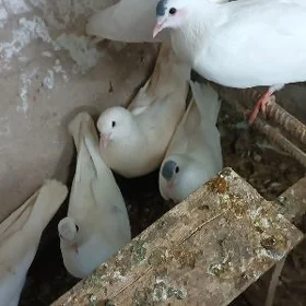 kepderi