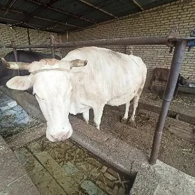 saglyk sygyr
