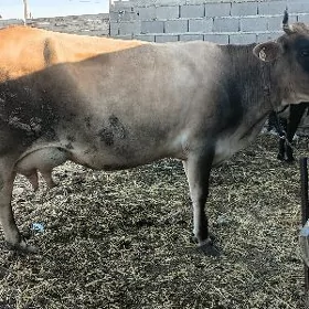 goleli sygyr