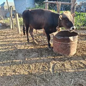 siwes okuzce